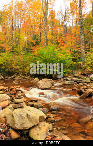 TROCKEN SIE, GABEL, SOUTH FORK RED CREEK, WILDSCHWEINE NEST TRAIL, HIERFÜR UND ROARING EBENEN WILDNIS, DOLLY GRASSODEN, DRY CREEK, WEST VIRGINIA, Stockfoto