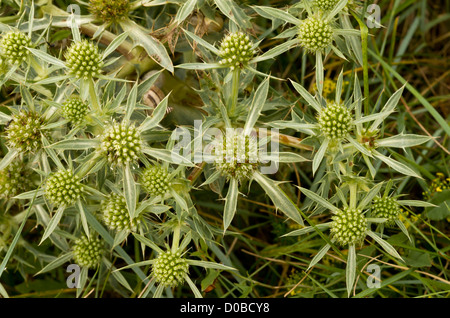 Feld Eryngo (Eryngium Campestre) in Blüte, Nahaufnahme. Sehr selten in Großbritannien. Stockfoto