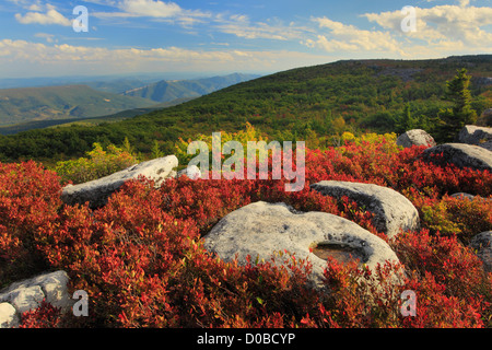 Bär-Felsen bewahren, Dolly Grassoden Wildnis, Hopeville, West Virginia, USA Stockfoto