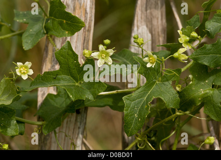 Weiße Zaunrübe (Bryonia Dioica) in Blüte, wachsen auf Zaun, Nahaufnahme Stockfoto