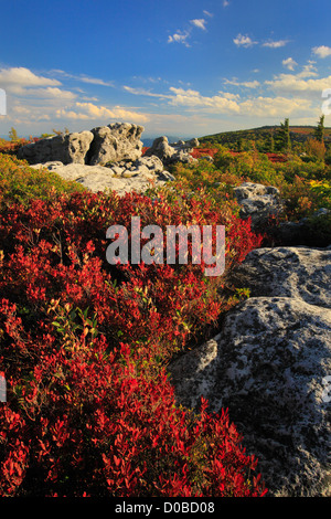 Bär-Felsen bewahren, Dolly Grassoden Wildnis, Hopeville, West Virginia, USA Stockfoto