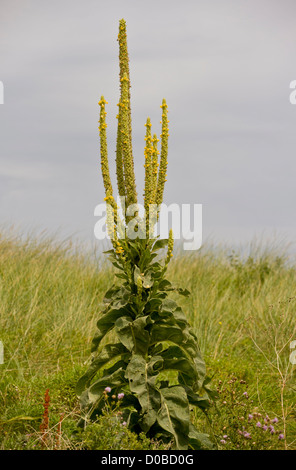 Große Königskerze (Verbascum Thapsus) in Blüte auf Sanddünen Stockfoto