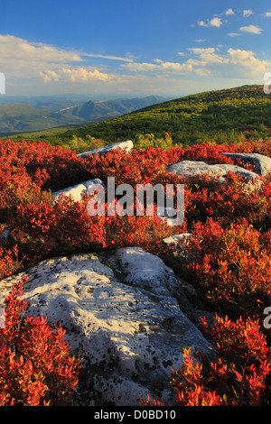 Bär-Felsen bewahren, Dolly Grassoden Wildnis, Hopeville, West Virginia, USA Stockfoto