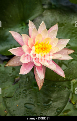 Seerose, Sydney Royal Botanical Garden, NSW Stockfoto