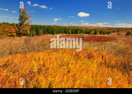 Bär Rocks Trail, Dolly Grassoden Wildnis, Hopeville, West Virginia, USA Stockfoto