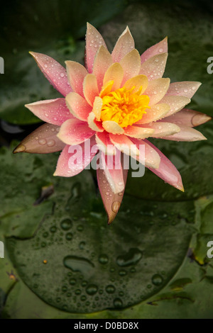 Seerose, Sydney Royal Botanical Garden, NSW Stockfoto