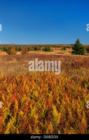 Bär Rocks Trail, Dolly Grassoden Wildnis, Hopeville, West Virginia, USA Stockfoto