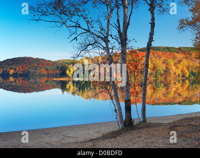 Birken am Ufer eines Sees mit bunten Herbst Fores darin widerspiegelt. Pfeilspitze Provincial Park, Ontario, Kanada. Stockfoto