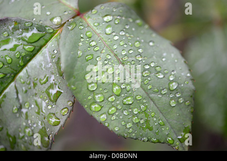 Rosenblätter in einen englischen Garten mit Regentropfen Stockfoto