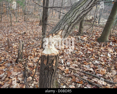 Baum durch nordamerikanische Biber gefällt Stockfoto