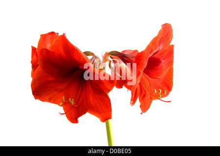 Amaryllis isoliert auf weißem Hintergrund Stockfoto