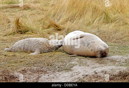 Grau seal Pup mit Mutter (Halichoerus grypos) Stockfoto