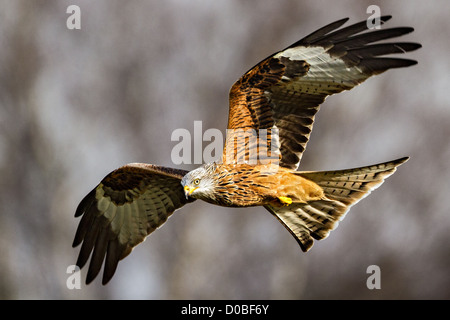 Rotmilan (Milvus Milvus) in stürmischen Himmel fliegen Stockfoto