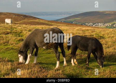 Pferde grasen auf dem Hügel rund um Rhossili Bucht, Halbinsel Gower, Wales, Vereinigtes Königreich Stockfoto