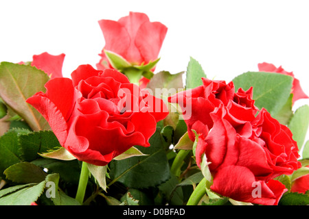 Rote Rosen Nahaufnahme, isoliert auf weißem Hintergrund Stockfoto