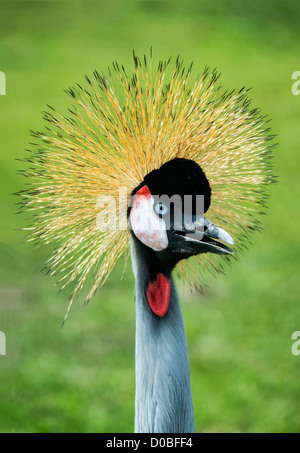 Ostafrikanische gekrönter Kran Balearica regulorum Stockfoto