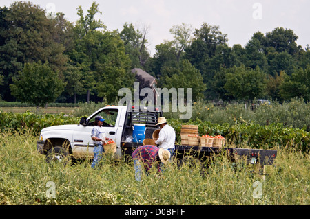 Arbeitnehmer, die Ernte von Tomaten auf Bauernhof in Starlight, Indiana Stockfoto