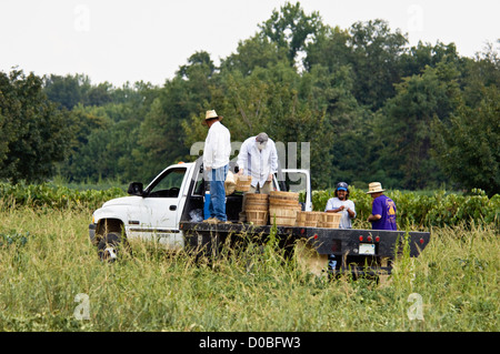 Arbeitnehmer, die Ankunft in Feld bis zur Ernte von Tomaten auf Bauernhof in Starlight, Indiana Stockfoto