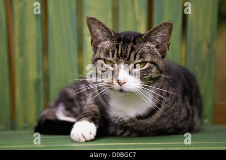 Tabby Katze auf grünen Adirondack Stuhl Stockfoto