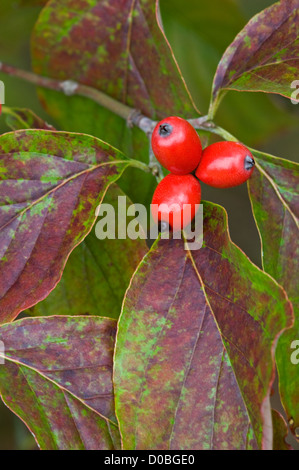 Nahaufnahme von roten Beeren auf blühende Hartriegel Stockfoto