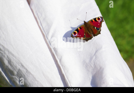 Eine helle rote Tagpfauenauge ruht auf ein paar weiße Hosen. Stockfoto