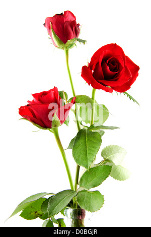 Drei rote Rosen in Vase, isoliert auf weißem Hintergrund Stockfoto