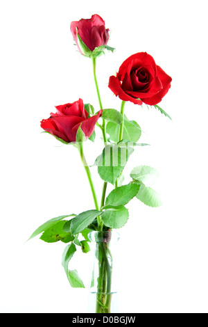 Drei rote Rosen in Vase, isoliert auf weißem Hintergrund Stockfoto