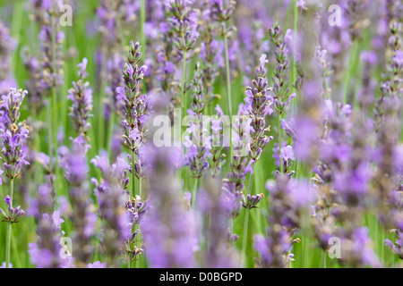 Geringe Schärfentiefe von blühenden Lavendel. Stockfoto