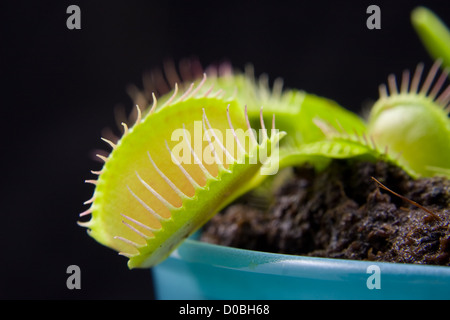 Dionaea, bekannt als Fliegenfalle, auf schwarzem Hintergrund isoliert Stockfoto