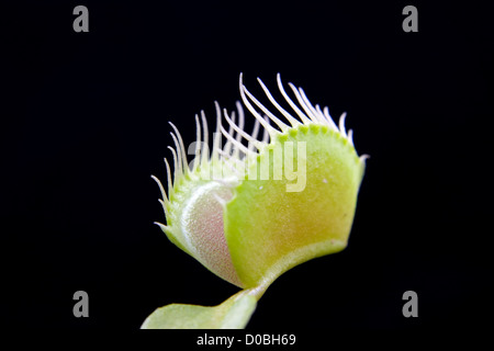 Dionaea, bekannt als Fliegenfalle in Nahaufnahme, isolierten auf schwarzen Hintergrund Stockfoto