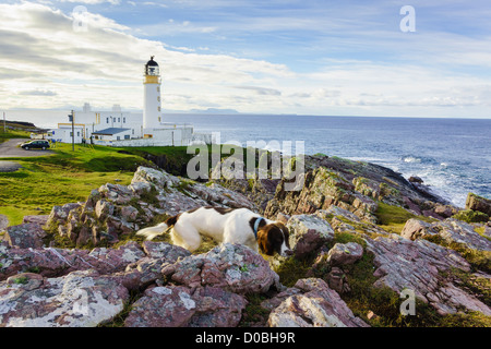 Der Leuchtturm am Rubha Reidh in der Nähe von Gairloch in den schottischen Highlands mit einem Springer Spaniel Hund Stockfoto