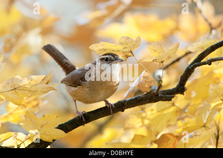 Carolina Wren Barschen im Herbst Ahornbaum Vogel Vögel singvögel Vogelkunde Wissenschaft Natur Tierwelt Umwelt wrens Stockfoto