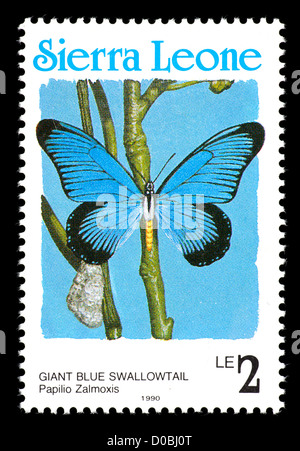 Briefmarke aus Sierra Leone mit einem riesigen blauen Schwalbenschwanz-Schmetterling (Papilio Zalmoxis) Stockfoto