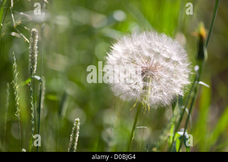 Ähnlich einem riesigen Löwenzahn Blätterteig, produziert Western Schwarzwurzeln (oder Ziegenmilch Bart), sehr großen Seedheads von drei bis vier Zoll Stockfoto