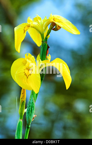 Gelbe Iris (Iris Pseudacorus) Stockfoto