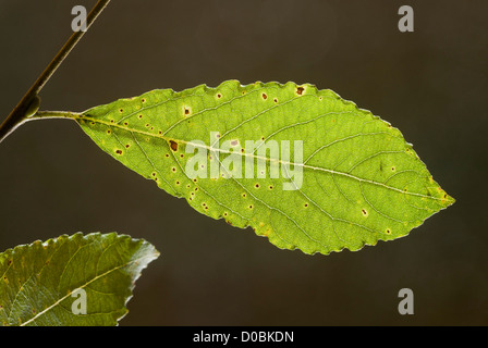 Grau-Weide (Salix Cinerea) Blatt, close-up Stockfoto