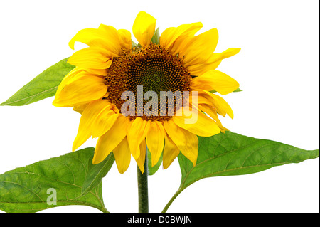 Sonnenblumen Pflanze auf weißen Hintergrund isoliert Stockfoto