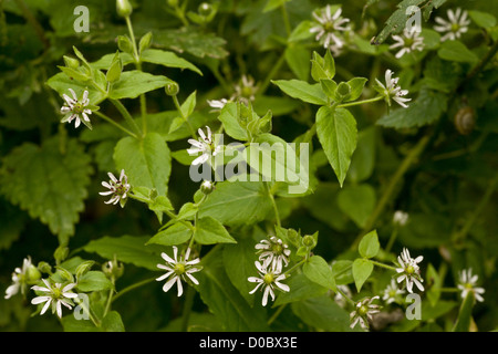 Wasserdarm, Myosoton Aquaticum in Blüte, auf feuchtem Torf, Somerset. Stockfoto