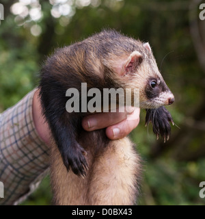 Porträt von ein Iltis Frettchen in der Hand gehalten Stockfoto