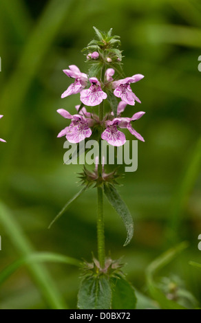 Marsh Woundwort (Niederwendischen Palustris) blühen entlang Graben, Somerset Levels, England UK Stockfoto