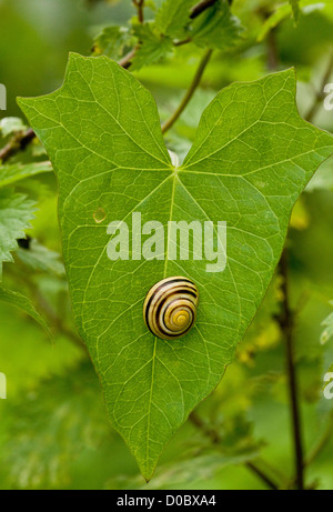 Weißlippen-Schnecke (Bänderschnecken Hortensis) ließ sich auf Blatt Stockfoto