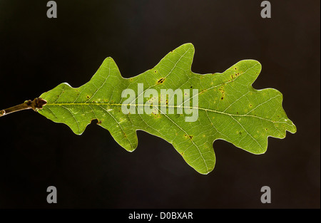 Pedunculate Eiche (Quercus Robur) Blatt, close-up Stockfoto