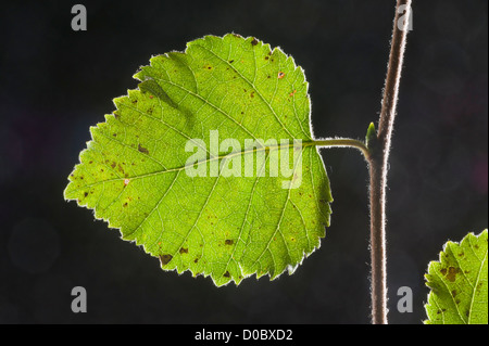 Blatt der Moorbirke (Betula Pendel) Nahaufnahme Stockfoto