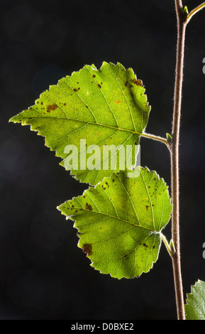 Blätter der Moorbirke (Betula Pendel) Nahaufnahme Stockfoto