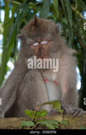 Schlafende Makaken aus Bali. Aufgenommen im Affenwald Ubud, Bali Indonesien. Stockfoto