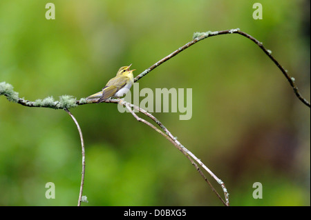 Holz-Laubsänger (Phylloscopus Sibilatrix) Stockfoto