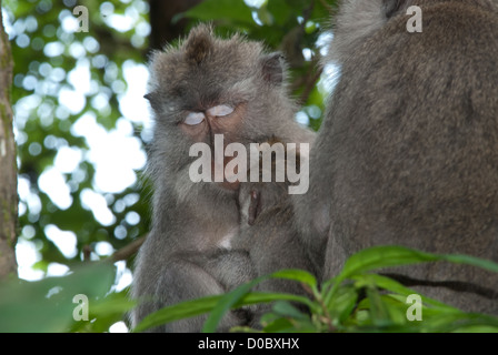 Schlafende Makaken aus Bali. Aufgenommen im Affenwald Ubud, Bali Indonesien. Stockfoto