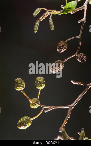 Gemeinsamen Erlen (Alnus Glutinosa) weiblichen Zapfen und jungen männlichen Kätzchen im winter Stockfoto