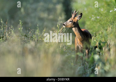 Männliche Rehe im Feld Stockfoto