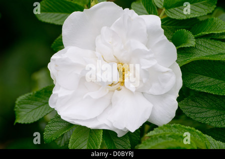 Rosa Rugosa "Blanc Double de Coubert" Stockfoto